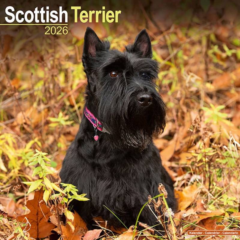 Hundekalender 2026 Scottish Terrier, Maße: ca. 30,5 x 30,5 cm von fehlt