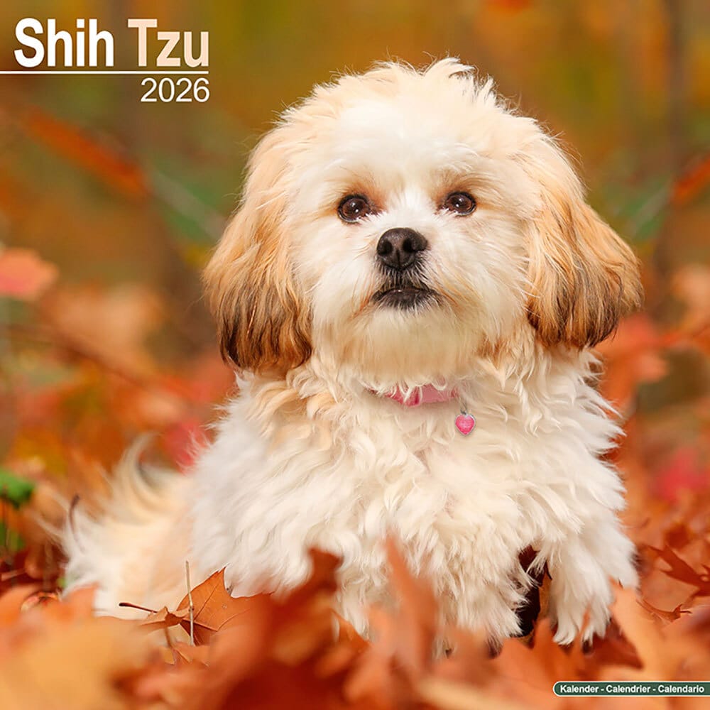 Hundekalender 2026 Shih Tzu, Maße: ca. 30,5 x 30,5 cm Hundekalender 2026 Shih Tzu, Maße: ca. 30,5 x 30,5 cm von fehlt