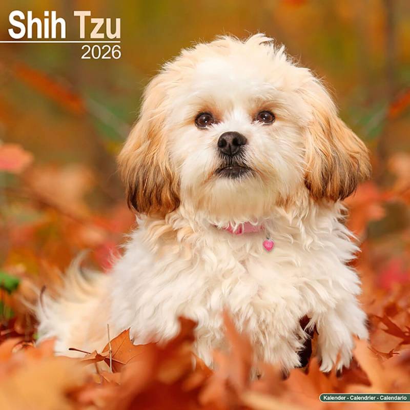 Hundekalender 2026 Shih Tzu, Maße: ca. 30,5 x 30,5 cm von fehlt