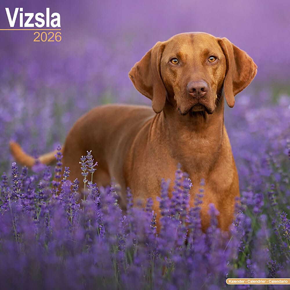 Hundekalender 2026 Vizsla, Maße: ca. 30,5 x 30,5 cm Hundekalender 2026 Vizsla, Maße: ca. 30,5 x 30,5 cm von fehlt