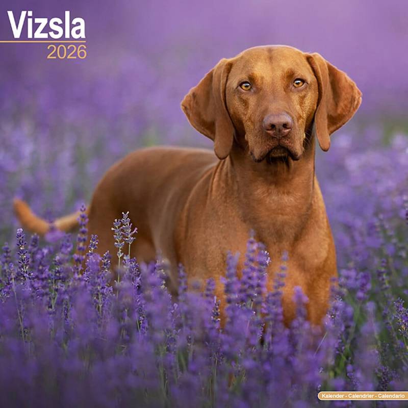 Hundekalender 2026 Vizsla, Maße: ca. 30,5 x 30,5 cm Hundekalender 2026 Vizsla, Maße: ca. 30,5 x 30,5 cm von fehlt