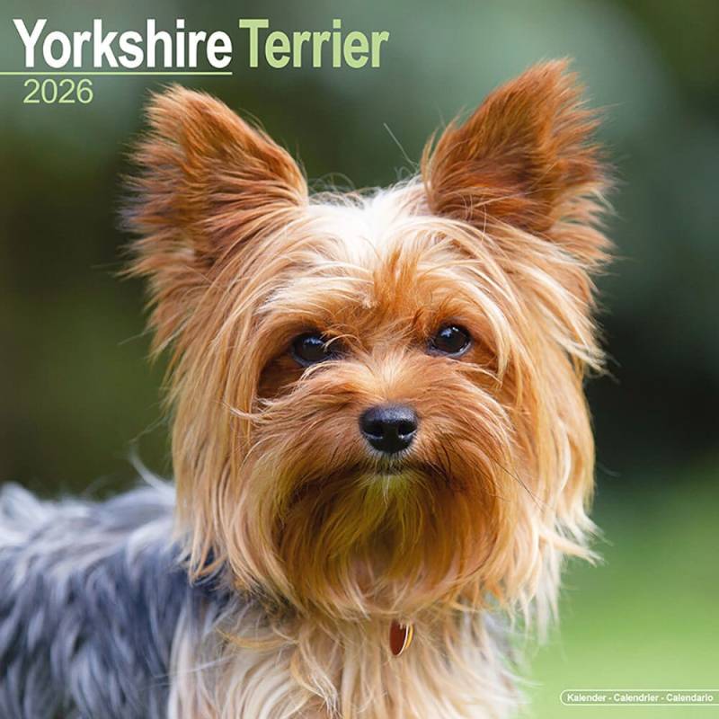 Hundekalender 2026 Yorkshire Terrier, Maße: ca. 30,5 x 30,5 cm Hundekalender 2026 Yorkshire Terrier, Maße: ca. 30,5 x 30,5 cm von fehlt
