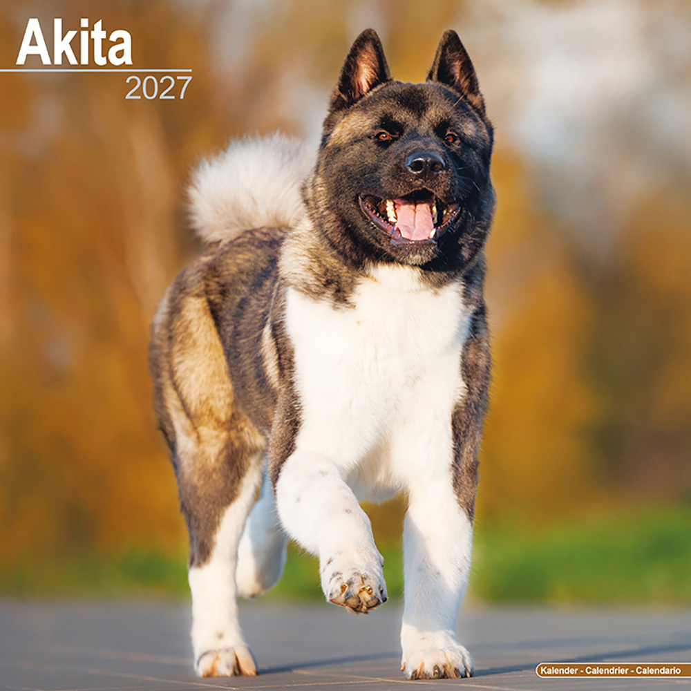 Hundekalender 2027 Akita, Maße: ca. 30,5 x 30,5 cm Hundekalender 2027 Akita, Maße: ca. 30,5 x 30,5 cm von fehlt
