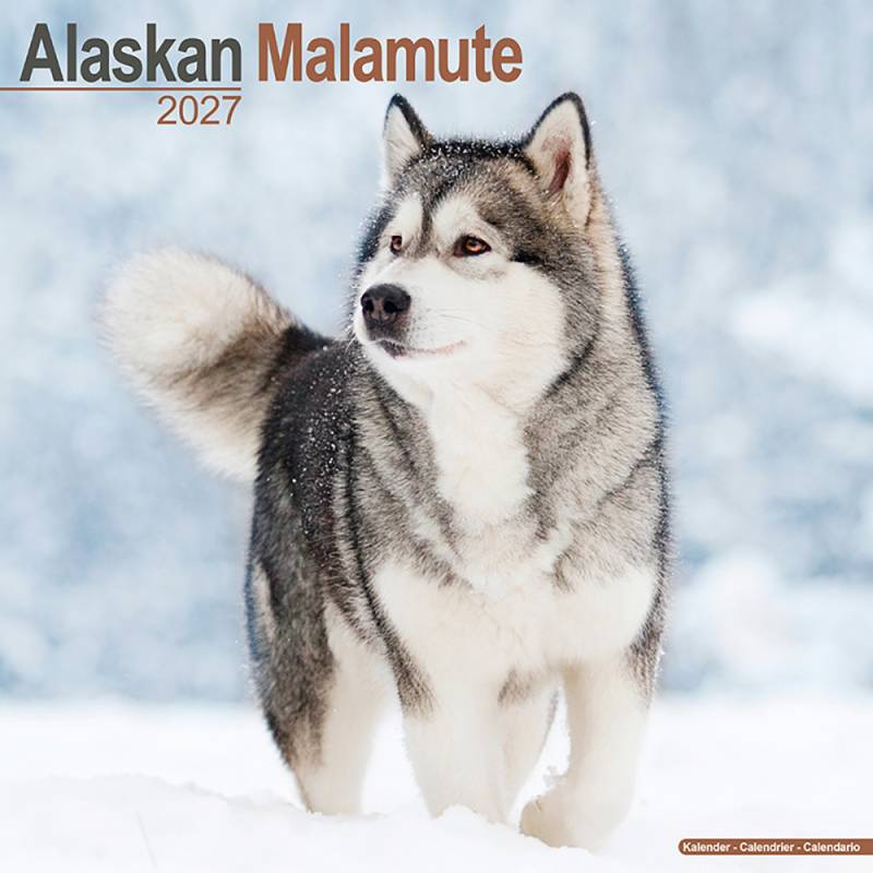 Hundekalender 2027 Alaska Malamute, Maße: ca. 30,5 x 30,5 cm Hundekalender 2027 Alaska Malamute, Maße: ca. 30,5 x 30,5 cm von fehlt