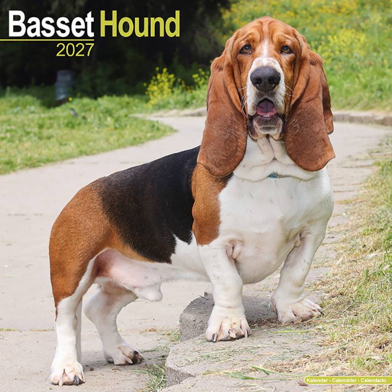 Hundekalender 2027 Basset, Maße: ca. 30,5 x 30,5 cm Hundekalender 2027 Basset, Maße: ca. 30,5 x 30,5 cm von fehlt