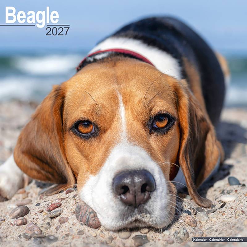 Hundekalender 2027 Beagle, Maße: ca. 30,5 x 30,5 cm von fehlt