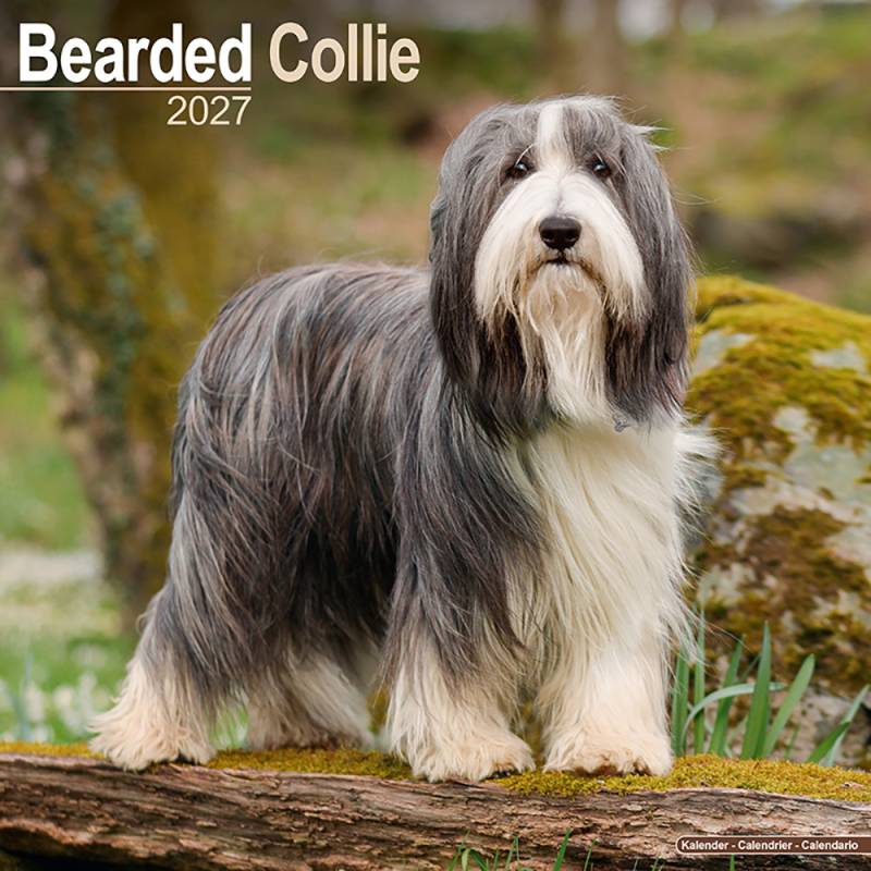 Hundekalender 2027 Bearded Collie, Maße: ca. 30,5 x 30,5 cm Hundekalender 2027 Bearded Collie, Maße: ca. 30,5 x 30,5 cm von fehlt