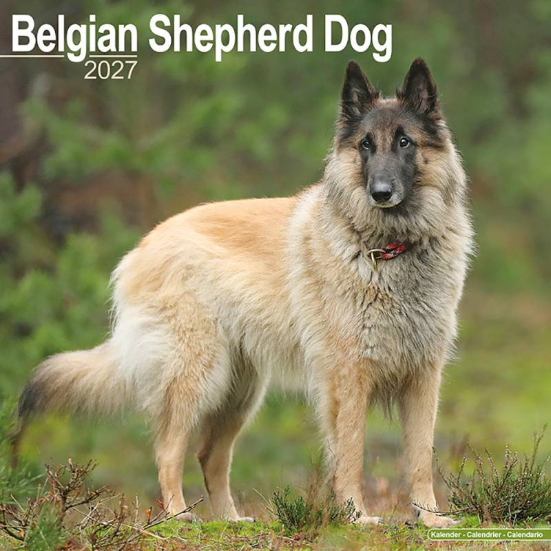 Hundekalender 2027 Belgischer Schäferhund, Maße: ca. 30,5 x 30,5 cm Hundekalender 2027 Belgischer Schäferhund, Maße: ca. 30,5 x 30,5 cm von fehlt