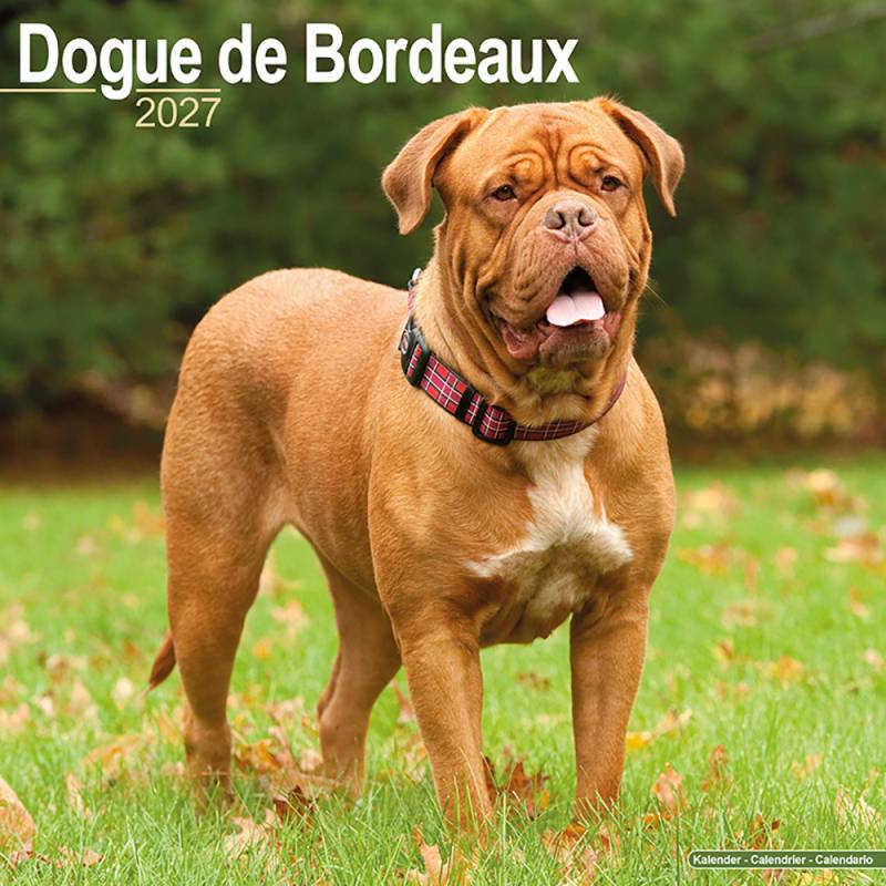 Hundekalender 2027 Bordeaux Dogge, Maße: ca. 30,5 x 30,5 cm Hundekalender 2027 Bordeaux Dogge, Maße: ca. 30,5 x 30,5 cm von fehlt