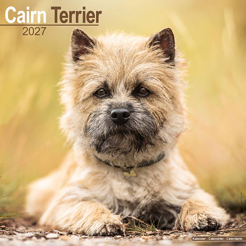 Hundekalender 2027 Cairn Terrier, Maße: ca. 30,5 x 30,5 cm Hundekalender 2027 Cairn Terrier, Maße: ca. 30,5 x 30,5 cm von fehlt