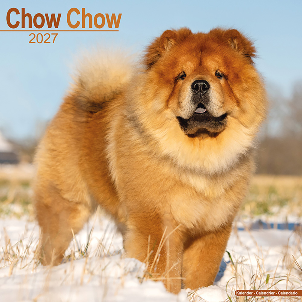 Hundekalender 2027 Chow Chow Hundekalender 2027 Chow Chow von fehlt