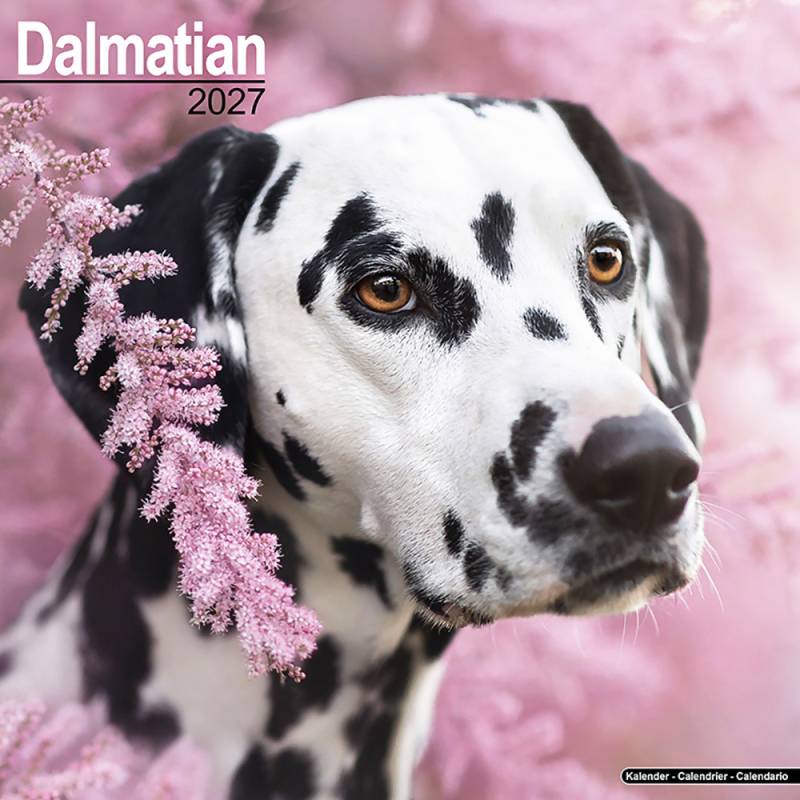 Hundekalender 2027 Dalmatiner, Maße: ca. 30,5 x 30,5 cm Hundekalender 2027 Dalmatiner, Maße: ca. 30,5 x 30,5 cm von fehlt