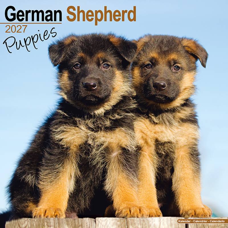 Hundekalender 2027 Dt. Schäferhund Welpen, Maße: ca. 30,5 x 30,5 cm Hundekalender 2027 Dt. Schäferhund Welpen, Maße: ca. 30,5 x 30,5 cm von fehlt