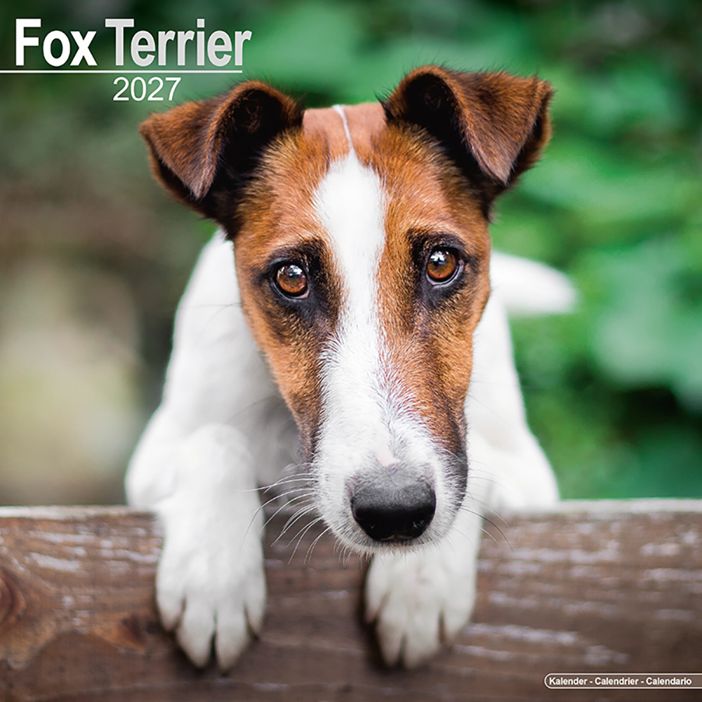 Hundekalender 2027 Fox Terrier, Maße: ca. 30,5 x 30,5 cm Hundekalender 2027 Fox Terrier, Maße: ca. 30,5 x 30,5 cm von fehlt