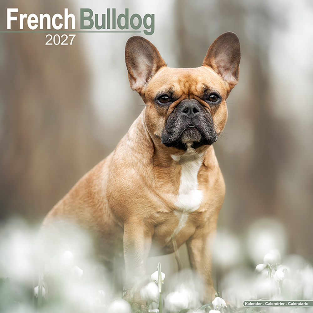 Hundekalender 2027 Französische Bulldogge, Maße: ca. 30,5 x 30,5 cm Hundekalender 2027 Französische Bulldogge, Maße: ca. 30,5 x 30,5 cm von fehlt