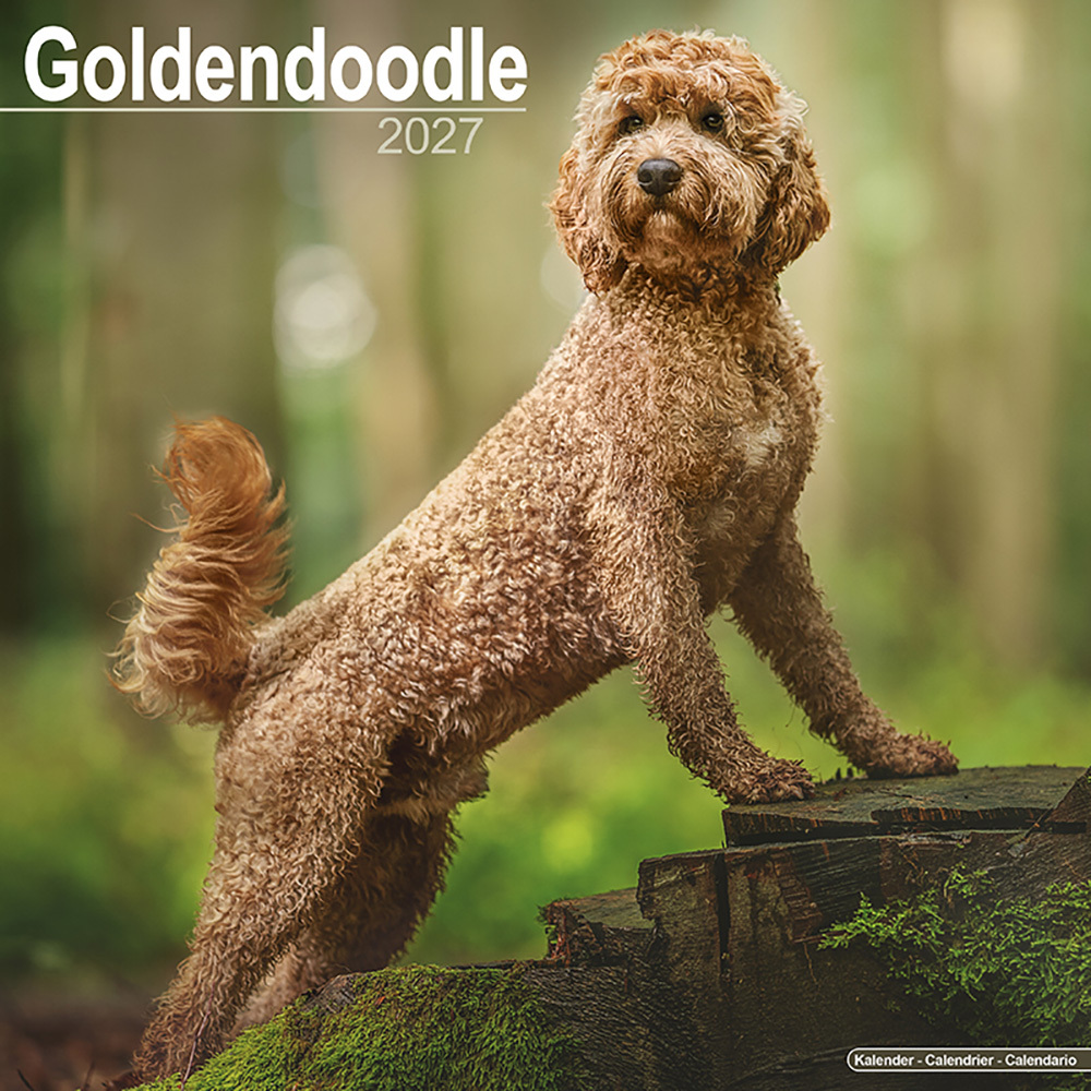 Hundekalender 2027 Goldendoodle, Maße: ca. 30,5 x 30,5 cm Hundekalender 2027 Goldendoodle, Maße: ca. 30,5 x 30,5 cm von fehlt