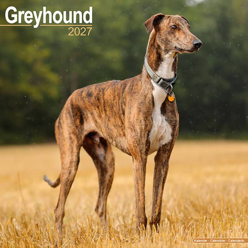 Hundekalender 2027 Greyhound, Maße: ca. 30,5 x 30,5 cm Hundekalender 2027 Greyhound, Maße: ca. 30,5 x 30,5 cm von fehlt