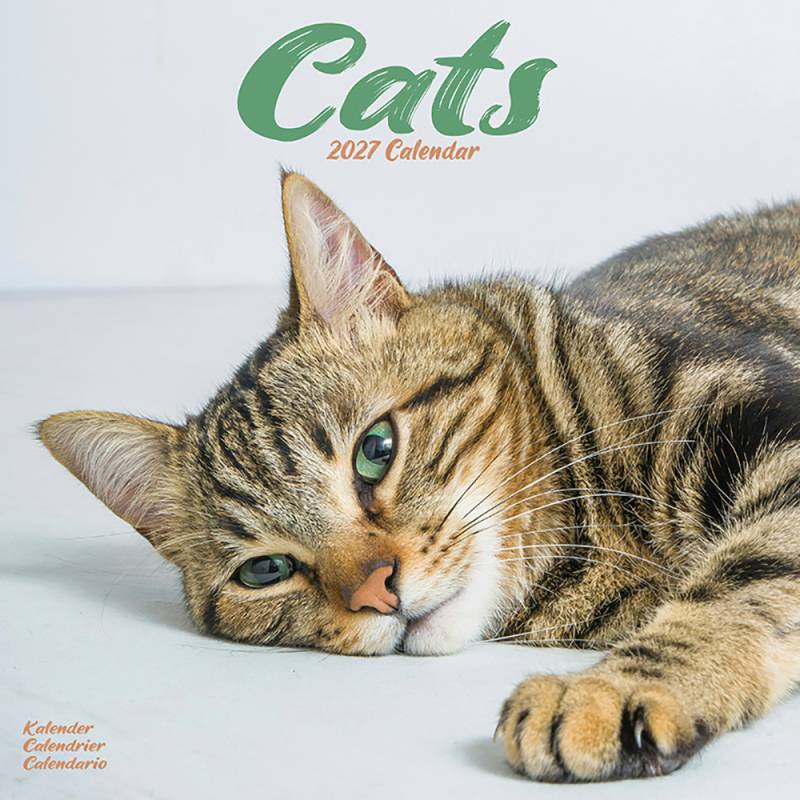 Hundekalender 2027 Katzen, Maße: ca. 30,5 x 30,5 cm Hundekalender 2027 Katzen, Maße: ca. 30,5 x 30,5 cm von fehlt