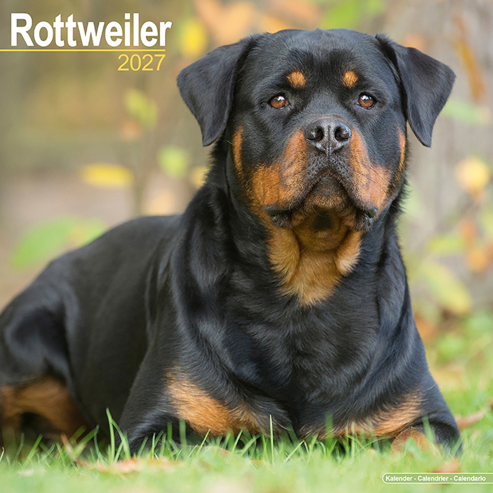 Hundekalender 2027 Rottweiler, Maße: ca. 30,5 x 30,5 cm Hundekalender 2027 Rottweiler, Maße: ca. 30,5 x 30,5 cm von fehlt