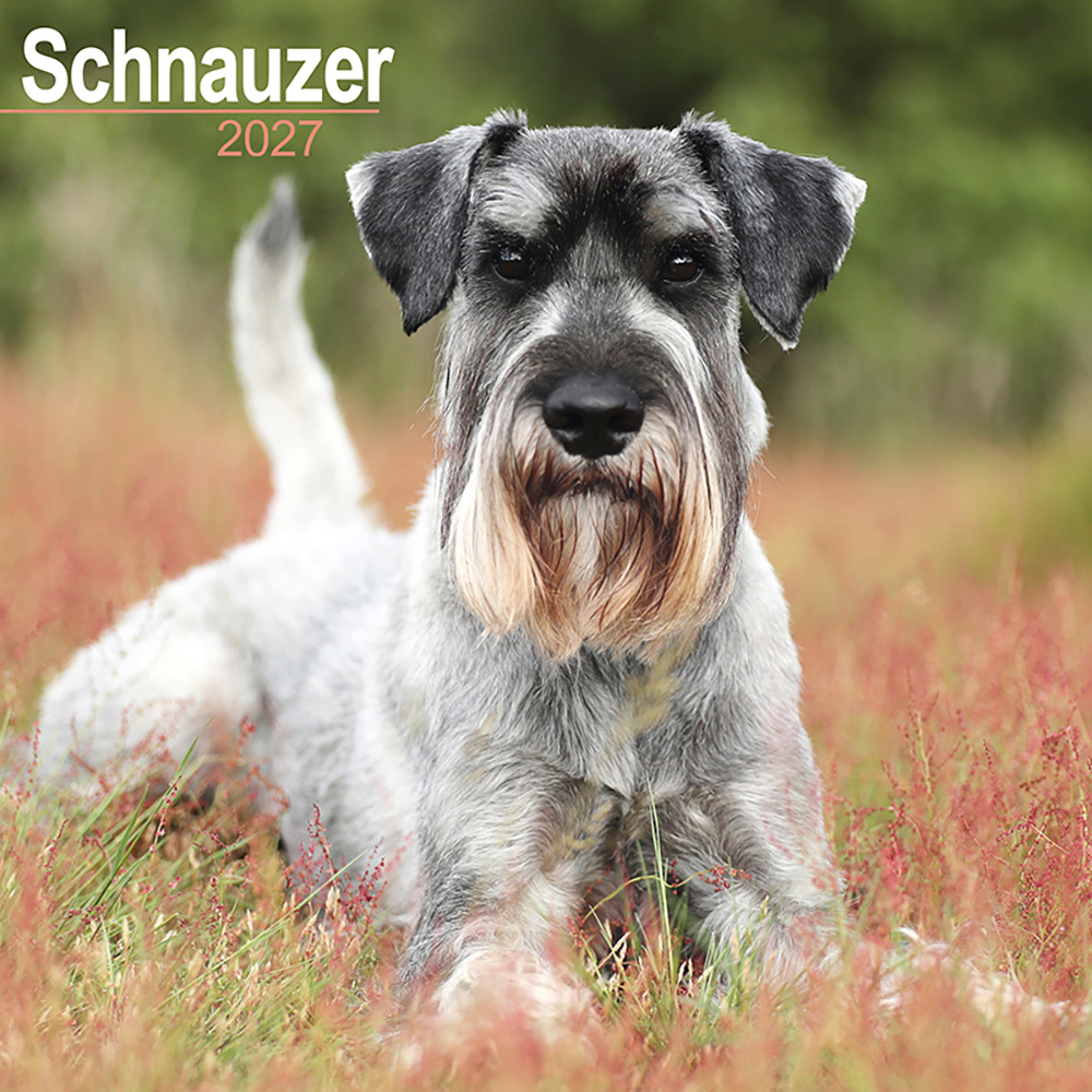 Hundekalender 2027 Schnauzer, Maße: ca. 30,5 x 30,5 cm Hundekalender 2027 Schnauzer, Maße: ca. 30,5 x 30,5 cm von fehlt