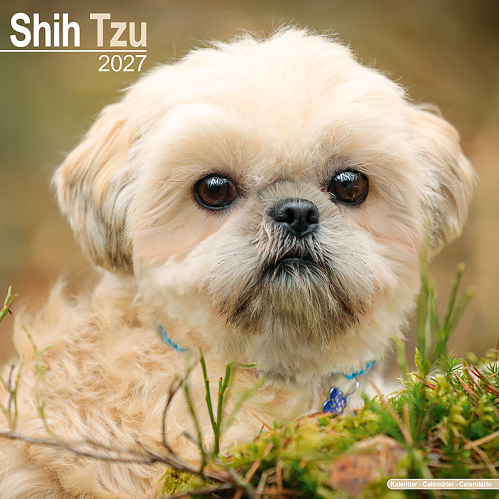 Hundekalender 2027 Shih Tzu, Maße: ca. 30,5 x 30,5 cm Hundekalender 2027 Shih Tzu, Maße: ca. 30,5 x 30,5 cm von fehlt