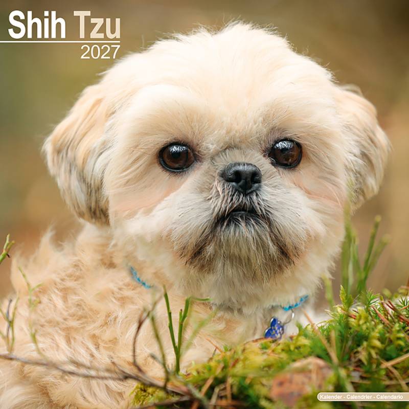 Hundekalender 2027 Shih Tzu, Maße: ca. 30,5 x 30,5 cm von fehlt