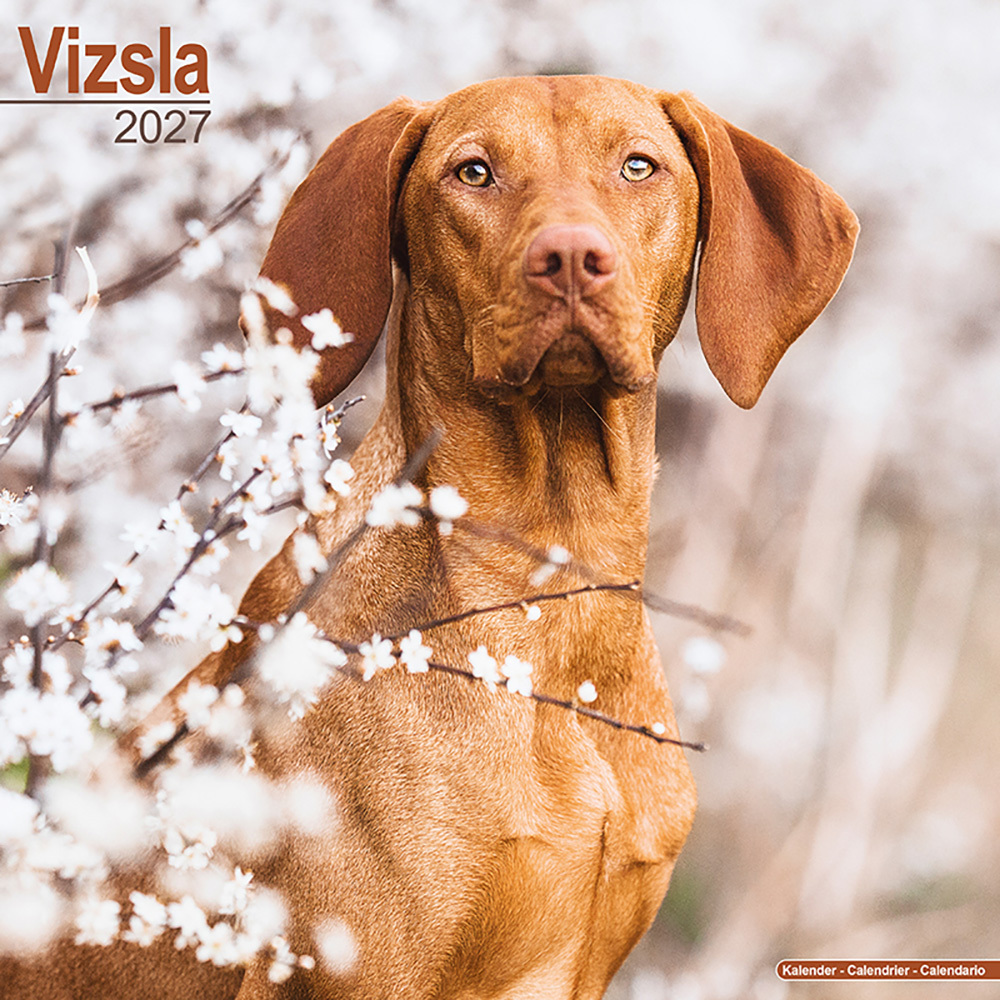 Hundekalender 2027 Vizsla, Maße: ca. 30,5 x 30,5 cm Hundekalender 2027 Vizsla, Maße: ca. 30,5 x 30,5 cm von fehlt