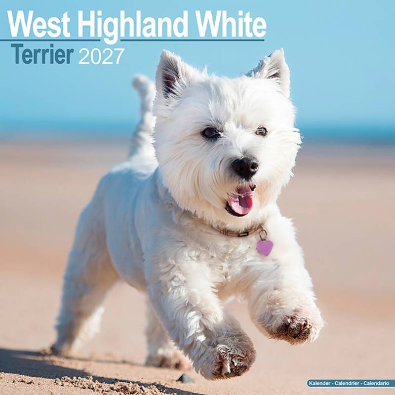 Hundekalender 2027 Westie, Maße: ca. 30,5 x 30,5 cm von fehlt
