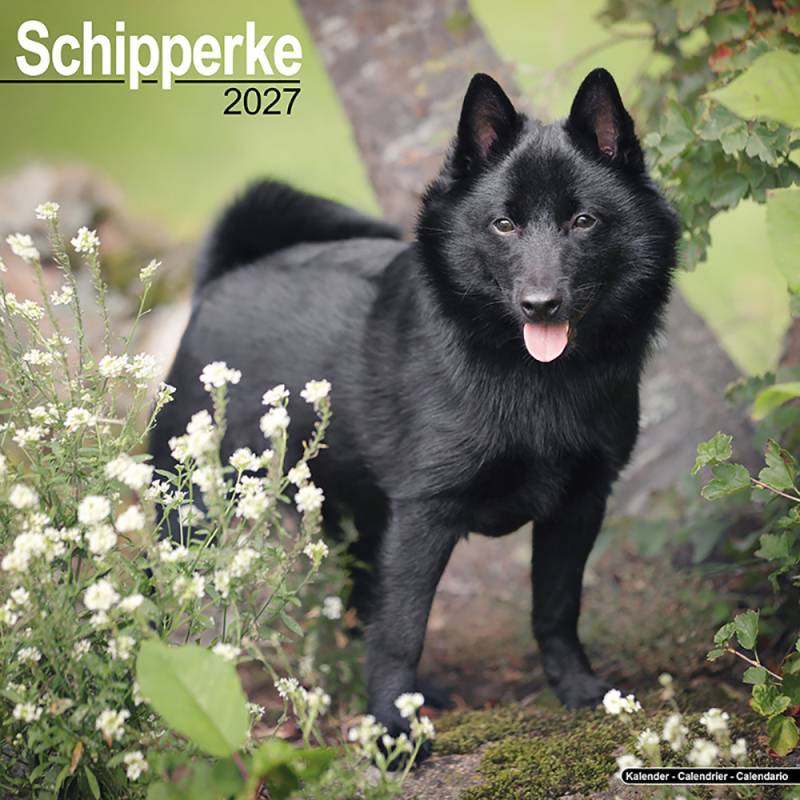 Hundekalender 2027 Zwergspitz, Maße: ca. 30,5 x 30,5 cm von fehlt