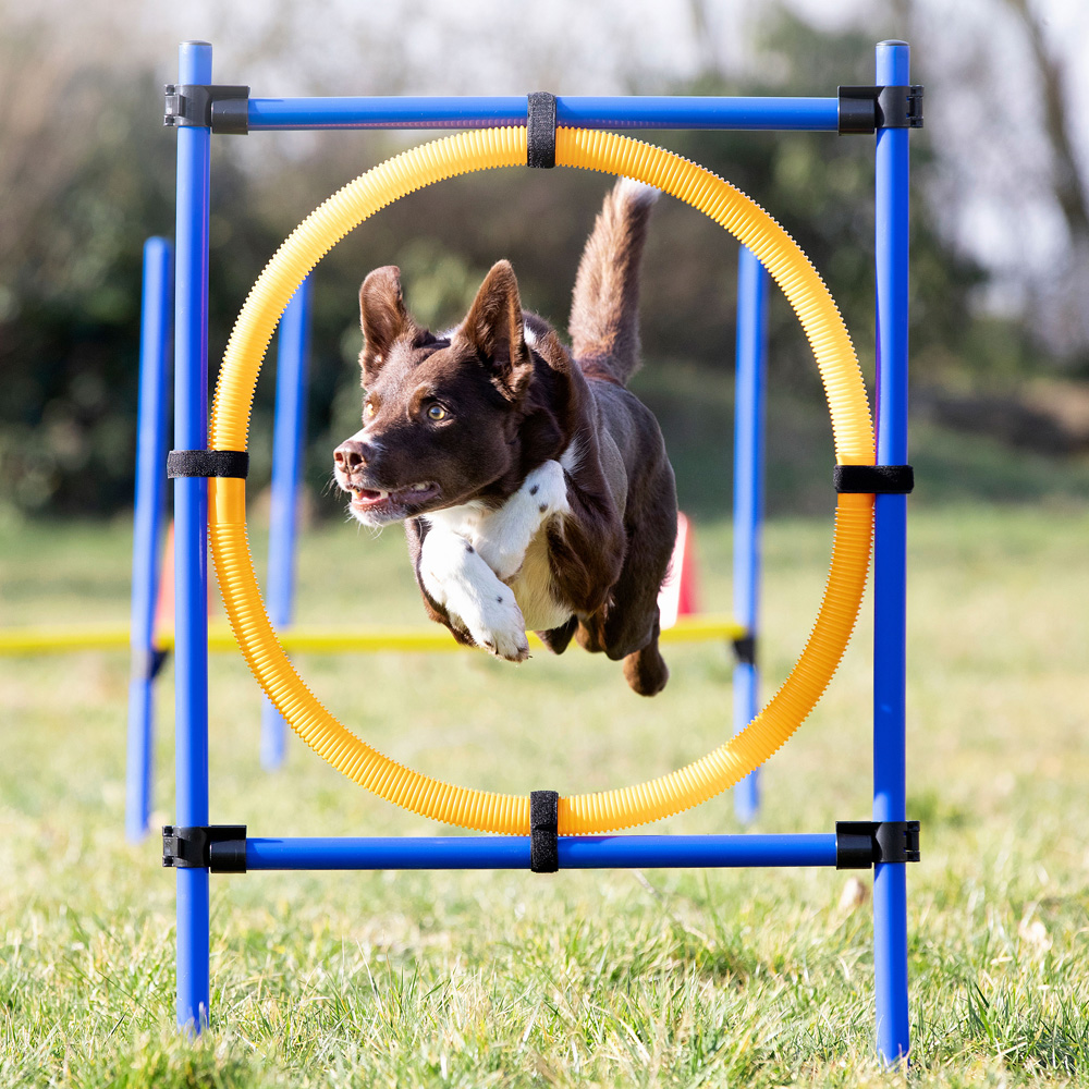 Reifen-Set Fun-Agility blau-gelb, Höhe: ca. 100 cm, Durchmesser:  ca. 60 cm von fehlt