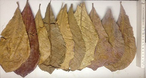 10 Seemandelbaumblätter 10-15cm original A-Markenware von SMJS-Cambodia +++BLITZVERSAND+++ Seemandellaub Catappa Leaves von garnelenshop24de