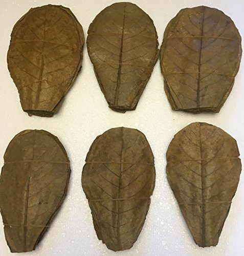 100 Seemandelbaumblätter ca.20cm / Catappa Leaves/Indian Almond - Natürlicher Wasseraufbereiter für gesunde Fische und Garnelen von Mosole