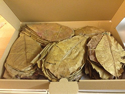 garnelenshop24de ~100 Stück (300 Gramm) 20-25cm - Seemandelbaumblätter Catappa Leaves TopQualität - BLITZVERSAND von garnelenshop24de