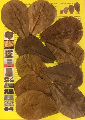 garnelenshop24de 100 Stück Original Seemandelbaumblätter 10cm Catappa Leaves - TOP Qualität - 10-1000 Stück (100) von garnelenshop24de