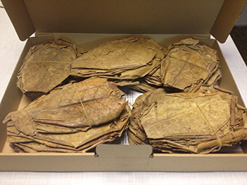 garnelenshop24de ~300 Stück (300 Gramm) 10-15cm - Seemandelbaumblätter Catappa Leaves TopQualität - BLITZVERSAND von garnelenshop24de