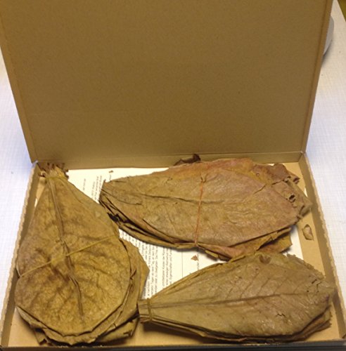 garnelenshop24de ~ 50 Stück (100 Gramm) 20-25cm - Seemandelbaumblätter Catappa Leaves TopQualität - BLITZVERSAND von garnelenshop24de
