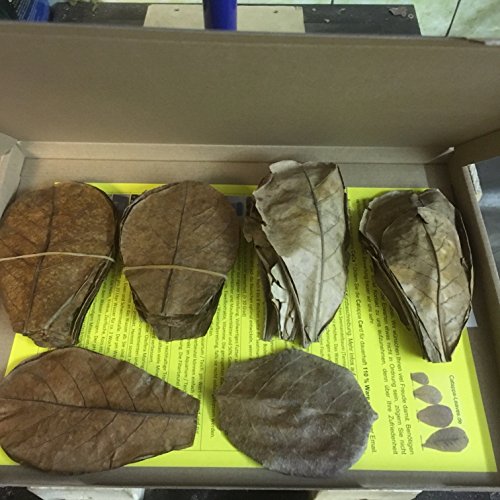 0,5kg Seemandelbaumblätter für Koi Karpfen, Garnelen und Aquarienfische - (ca.20cm bis ca.30cm) Catappa Leaves von garnelenshop24de