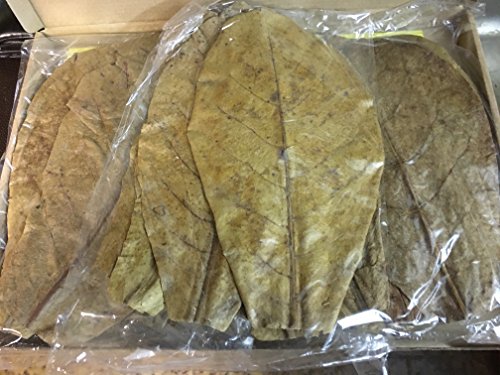 30 Stück Seemandelbaumblätter 20-25cm ★BLITZVERSAND im Karton★ Seemandellaub Catappa Leaves ★ Original Markenware von SMSF-Indonesia 30 Stück Seemandelbaumblätter 20-25cm ★BLITZVERSAND im Karton★ Seemandellaub Catappa Leaves ★ Original Markenware von SMSF-Indonesia von garnelenshop24de
