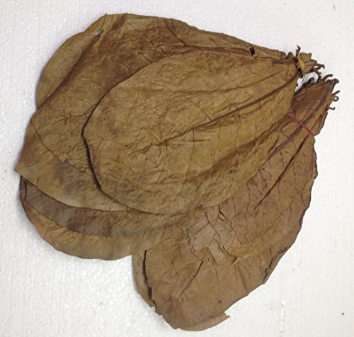 garnelenshop24de ca.50 XL Seemandelbaumblätter (>=100 Gramm) Prime CATAPPA-Leaves 100% Wirkstoffe Dank natürlicher Verarbeitung Gesundes Wasser im Aquarium von garnelenshop24de