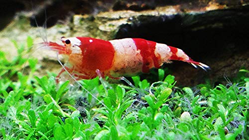 generisch 10 Rote Bienengarnelen Red Bee Zwerggarnelen für Nanoaquarium generisch 10 Rote Bienengarnelen Red Bee Zwerggarnelen für Nanoaquarium von Ewbob