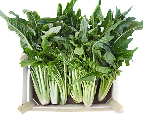 Frischekiste Löwenzahn 1,5 kg grünhopper Frischfutter Frischekiste Löwenzahn 1,5 kg grünhopper Frischfutter von grünhopper