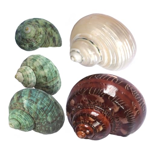 Einsiedlerkrebs-Muscheln, Größe M, Öffnung 1,8–3,6 cm, Einsiedlerkrebs-Muscheln, natürliche Muscheln, Turbo-Muscheln für Einsiedlerkrebs-Zubehör und Stranddekoration, große Muschel (5 Stück M) Einsiedlerkrebs-Muscheln, Größe M, Öffnung 1,8–3,6 cm, Einsiedlerkrebs-Muscheln, natürliche Muscheln, Turbo-Muscheln für Einsiedlerkrebs-Zubehör und Stranddekoration, große Muschel (5 Stück M) von iao.v.p