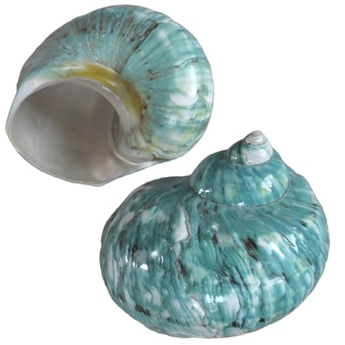 Einsiedlerkrebs-Muscheln, Größe XL, Öffnung 4,8–5,6 cm, Einsiedlerkrebs-Muscheln, natürliche Muscheln, Turbo-Muscheln für Einsiedlerkrebs-Zubehör und Stranddekoration, große Muschel (2 Stück XL), von iao.v.p