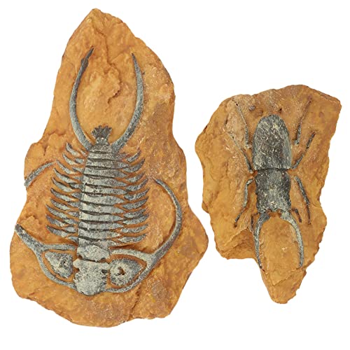 ibasenice 2Stücke Reptilien Fossil Kreative Terrarium Gestaltung Trilobiten Skulpturen Für Reptilienboxen Und Langlebig Für Terrarien Und Dekoration von ibasenice