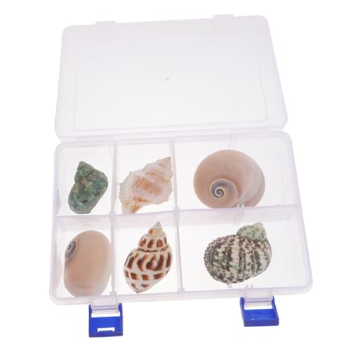 ibasenice 6 Stück Teiliges Natürliche Meeres Schnecken Dekoration für Aquarium Landschaft Langlebig Schnell zu Installieren als Hermit Crab Shells und Dekorative Aquariengestaltung ibasenice 6 Stück Teiliges Natürliche Meeres Schnecken Dekoration für Aquarium Landschaft Langlebig Schnell zu Installieren als Hermit Crab Shells und Dekorative Aquariengestaltung von ibasenice