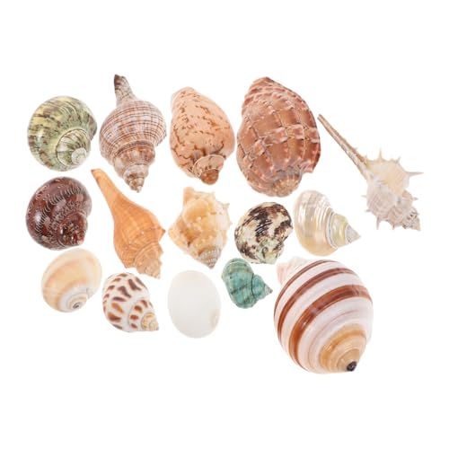 15 Stück Dekorative Muscheln Conch Muscheln Aquarium Dekoration Ersatzschalen für Lebensraum Strandstil Fischtank Zubehör von ifundom