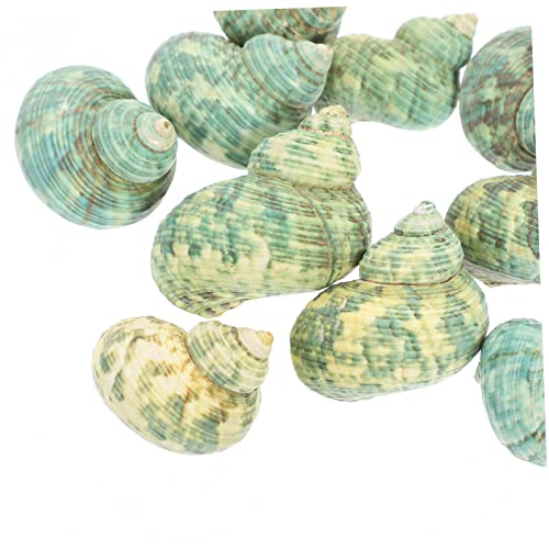 ifundom 10 Stück Teiliges Natürliche Conch Ornamente für Aquarium Dekoration Langlebige Fischaquarium Accessoires Sicher für Fische Vielseitig für Unterwasser und Sukkulenten Deko ifundom 10 Stück Teiliges Natürliche Conch Ornamente für Aquarium Dekoration Langlebige Fischaquarium Accessoires Sicher für Fische Vielseitig für Unterwasser und Sukkulenten Deko von ifundom