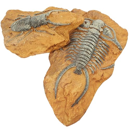 ifundom 2 Stück Kreative Reptilien Box Deko Simuliertes Fossil Terrarium Zubehör für Echsen Spinnen und Andere Reptilien für Terrarien und Haustierumgebungen ifundom 2 Stück Kreative Reptilien Box Deko Simuliertes Fossil Terrarium Zubehör für Echsen Spinnen und Andere Reptilien für Terrarien und Haustierumgebungen von ifundom