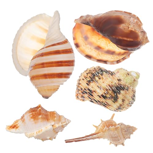 ifundom 5 Stück Teiliges Natürliche Meeresmuscheln für Aquarium Dekoration Vielseitige Deko mit Verschiedenen Muschelarten Organisches Design für Fischbecken Nachhaltige Küstenthemen ifundom 5 Stück Teiliges Natürliche Meeresmuscheln für Aquarium Dekoration Vielseitige Deko mit Verschiedenen Muschelarten Organisches Design für Fischbecken Nachhaltige Küstenthemen von ifundom
