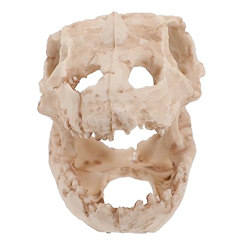 ifundom Dinosaurier Schädel Aquarium Dekoration Kreatives Resin Versteck für Garnelen und Fische Langlebig Natürliche Farben für Unterwasserlandschaften und Heimdekoration ifundom Dinosaurier Schädel Aquarium Dekoration Kreatives Resin Versteck für Garnelen und Fische Langlebig Natürliche Farben für Unterwasserlandschaften und Heimdekoration von ifundom